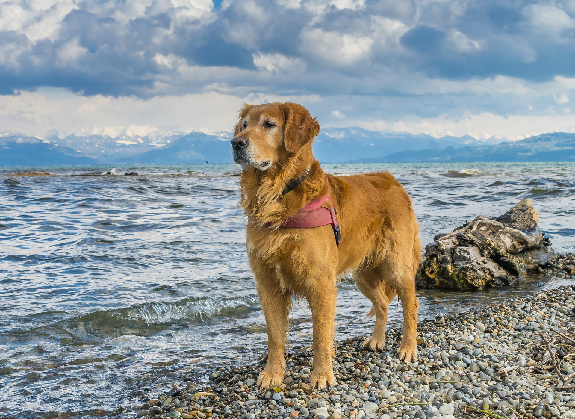 Beste Urlaubsregionen mit Hund – Bodensee