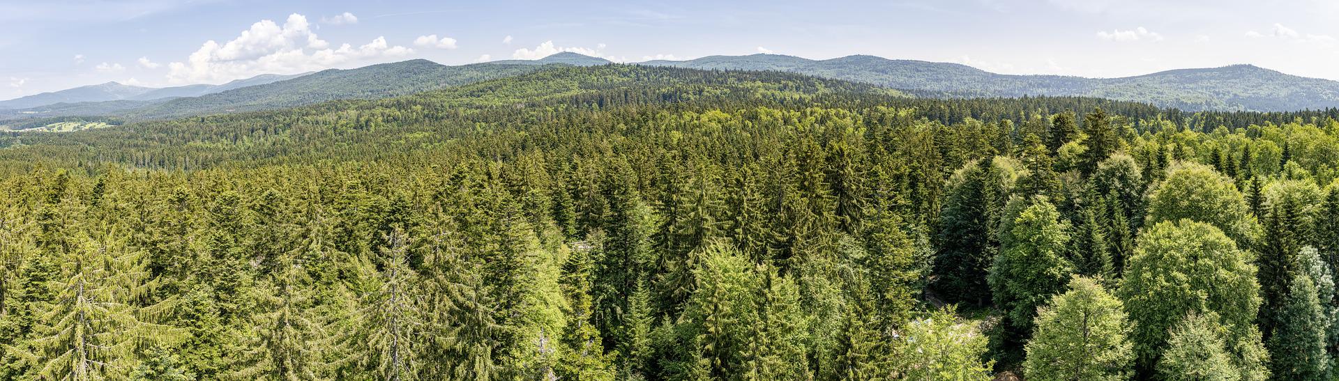 Platz 9: Nationalpark Bayerischer Wald
